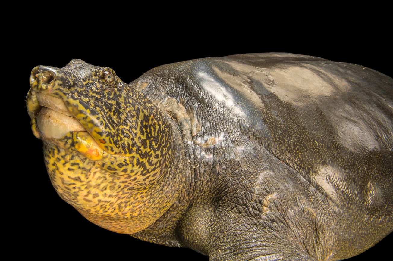 Last known Rafetus swinhoei female dies, leaving rare turtle species effectively extinct