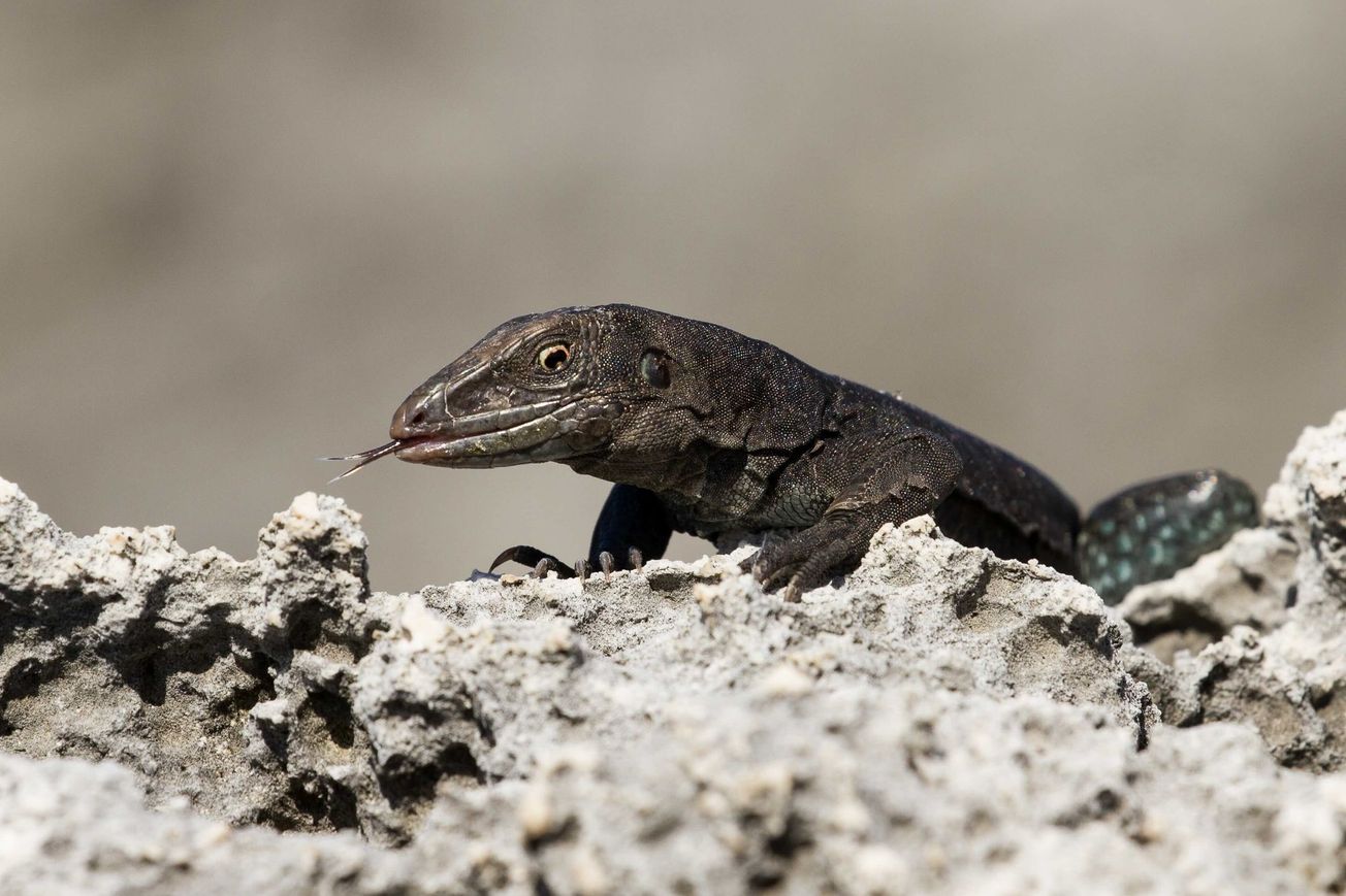 Tiny Sombrero ground lizard crawls over rocks.