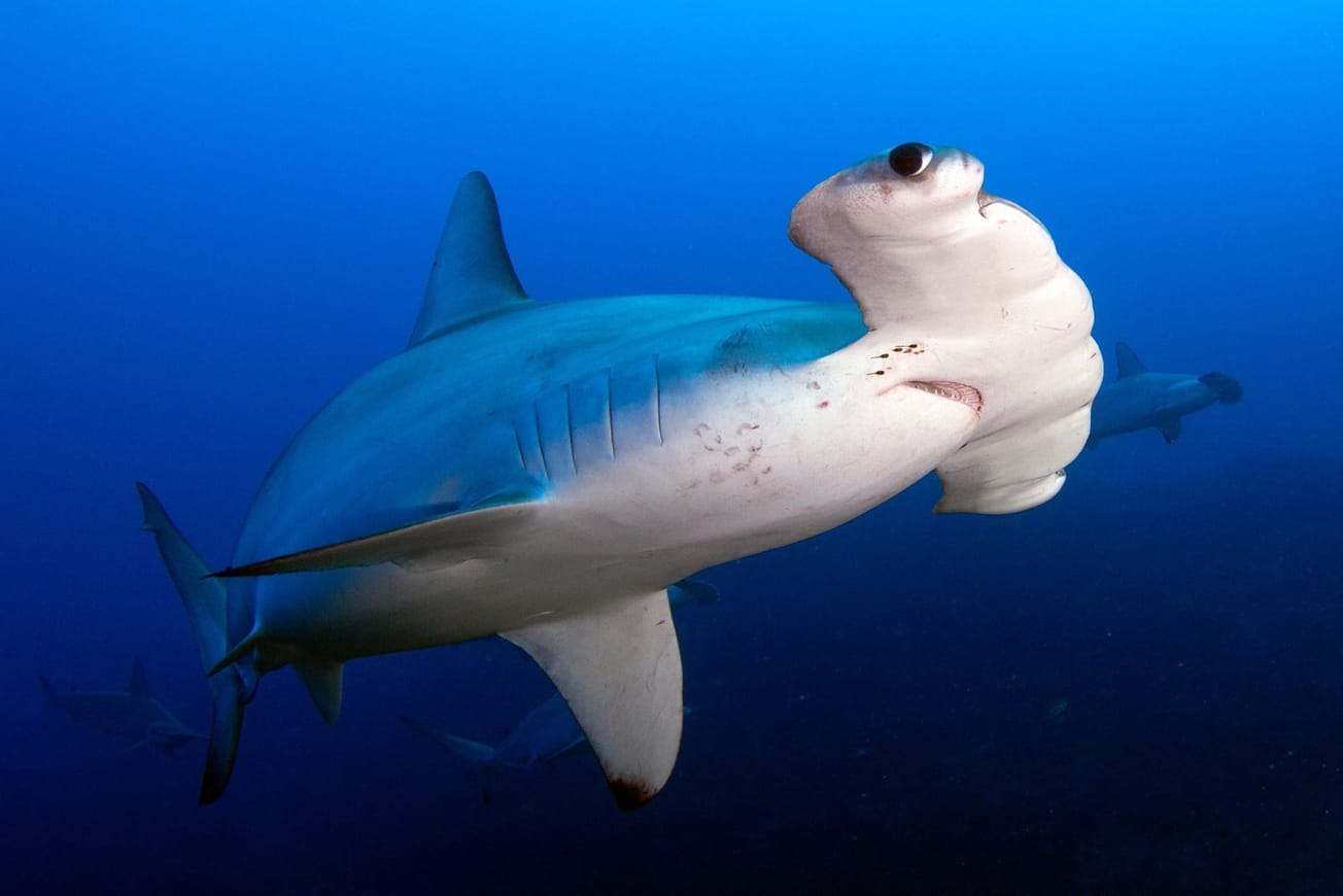 New Report Signals Global Threat to Sharks, Rays and Chimaeras