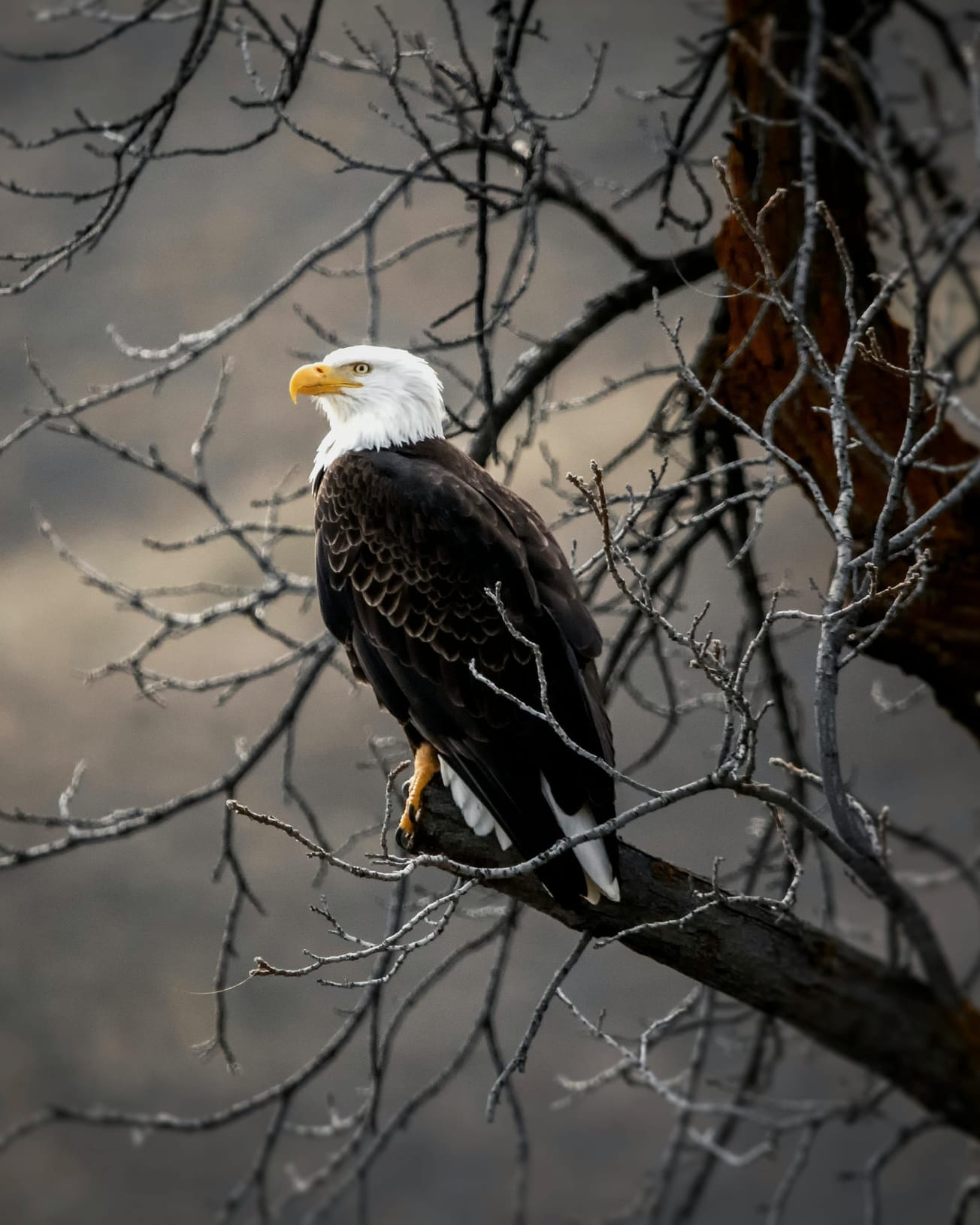 Bald eagle perched on a bare tree branch.
